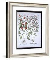 Chilli Pepper Plants, from the Hortus Eystettensis by Basil Besler-null-Framed Giclee Print