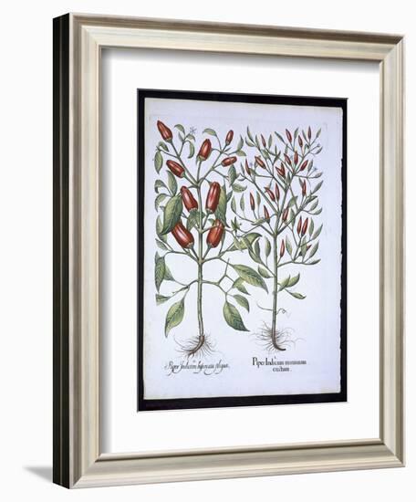 Chilli Pepper Plants, from the Hortus Eystettensis by Basil Besler-null-Framed Giclee Print