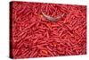 Chillies at Sunday Market at Bac Ha, Vietnam, Indochina, Southeast Asia, Asia-Bruno Morandi-Stretched Canvas