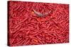 Chillies at Sunday Market at Bac Ha, Vietnam, Indochina, Southeast Asia, Asia-Bruno Morandi-Stretched Canvas