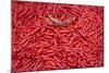 Chillies at Sunday Market at Bac Ha, Vietnam, Indochina, Southeast Asia, Asia-Bruno Morandi-Mounted Photographic Print