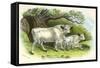 Chillingham Cattle-null-Framed Stretched Canvas