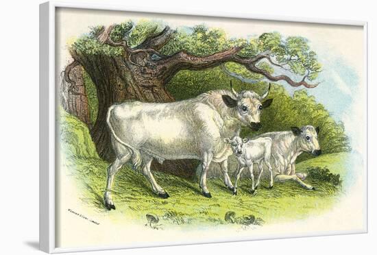 Chillingham Cattle-null-Framed Photographic Print