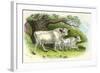 Chillingham Cattle-null-Framed Photographic Print