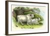 Chillingham Cattle-null-Framed Photographic Print