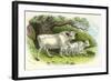 Chillingham Cattle-null-Framed Photographic Print