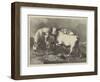 Chillingham Wild Cattle-George Bouverie Goddard-Framed Giclee Print