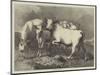 Chillingham Wild Cattle-George Bouverie Goddard-Mounted Giclee Print