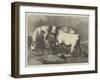 Chillingham Wild Cattle-George Bouverie Goddard-Framed Giclee Print