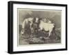 Chillingham Wild Cattle-George Bouverie Goddard-Framed Giclee Print