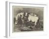 Chillingham Wild Cattle-George Bouverie Goddard-Framed Giclee Print