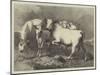 Chillingham Wild Cattle-George Bouverie Goddard-Mounted Giclee Print