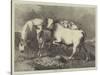 Chillingham Wild Cattle-George Bouverie Goddard-Stretched Canvas