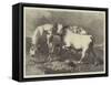 Chillingham Wild Cattle-George Bouverie Goddard-Framed Stretched Canvas