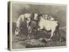 Chillingham Wild Cattle-George Bouverie Goddard-Stretched Canvas