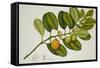 Chilocarpus Cf. Suaveolens-null-Framed Stretched Canvas