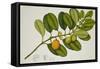 Chilocarpus Cf. Suaveolens-null-Framed Stretched Canvas