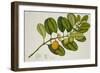 Chilocarpus Cf. Suaveolens-null-Framed Giclee Print