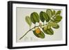 Chilocarpus Cf. Suaveolens-null-Framed Giclee Print