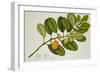 Chilocarpus Cf. Suaveolens-null-Framed Giclee Print