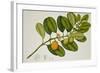 Chilocarpus Cf. Suaveolens-null-Framed Giclee Print