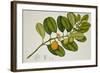 Chilocarpus Cf. Suaveolens-null-Framed Giclee Print