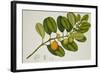 Chilocarpus Cf. Suaveolens-null-Framed Giclee Print