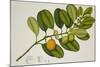 Chilocarpus Cf. Suaveolens-null-Mounted Giclee Print