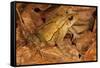 Chimalapas toad, Finca Arroyo Negro, Chiapas, Mexico-Claudio Contreras-Framed Stretched Canvas