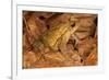 Chimalapas toad, Finca Arroyo Negro, Chiapas, Mexico-Claudio Contreras-Framed Photographic Print