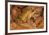 Chimalapas toad, Finca Arroyo Negro, Chiapas, Mexico-Claudio Contreras-Framed Photographic Print