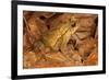 Chimalapas toad, Finca Arroyo Negro, Chiapas, Mexico-Claudio Contreras-Framed Photographic Print