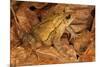 Chimalapas toad, Finca Arroyo Negro, Chiapas, Mexico-Claudio Contreras-Mounted Photographic Print