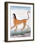 Chimera, Legendary Creature-Science Source-Framed Giclee Print