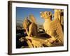 Chimeras of Notre Dame Cathedral, Paris, France-David Barnes-Framed Photographic Print