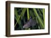 Chimney Sweeper on Blade of Grass-Harald Kroiss-Framed Photographic Print