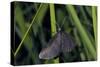Chimney Sweeper on Blade of Grass-Harald Kroiss-Stretched Canvas