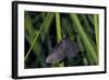 Chimney Sweeper on Blade of Grass-Harald Kroiss-Framed Photographic Print