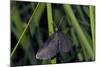 Chimney Sweeper on Blade of Grass-Harald Kroiss-Mounted Photographic Print