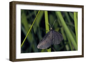 Chimney Sweeper on Blade of Grass-Harald Kroiss-Framed Photographic Print