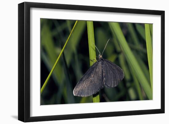 Chimney Sweeper on Blade of Grass-Harald Kroiss-Framed Photographic Print