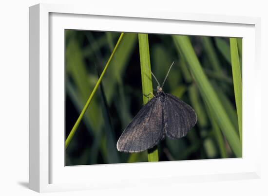 Chimney Sweeper on Blade of Grass-Harald Kroiss-Framed Photographic Print