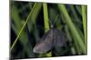Chimney Sweeper on Blade of Grass-Harald Kroiss-Mounted Photographic Print