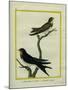 Chimney Swift and Sand Martin-Georges-Louis Buffon-Mounted Giclee Print