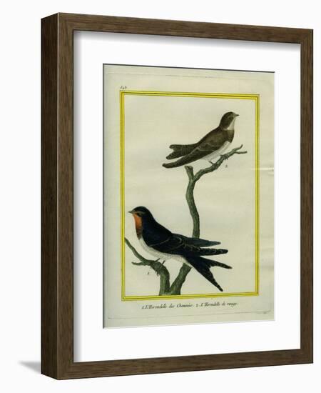 Chimney Swift and Sand Martin-Georges-Louis Buffon-Framed Giclee Print