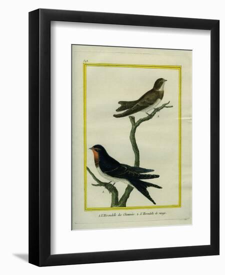 Chimney Swift and Sand Martin-Georges-Louis Buffon-Framed Giclee Print