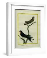 Chimney Swift and Sand Martin-Georges-Louis Buffon-Framed Giclee Print