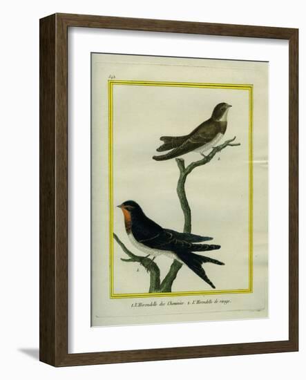 Chimney Swift and Sand Martin-Georges-Louis Buffon-Framed Giclee Print