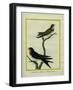 Chimney Swift and Sand Martin-Georges-Louis Buffon-Framed Giclee Print