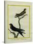 Chimney Swift and Sand Martin-Georges-Louis Buffon-Stretched Canvas